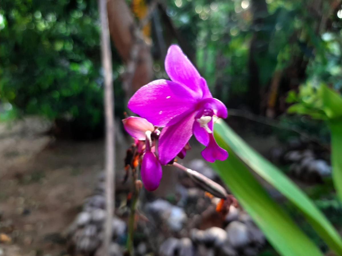 Lalanga Homestay Kandy Exteriör bild