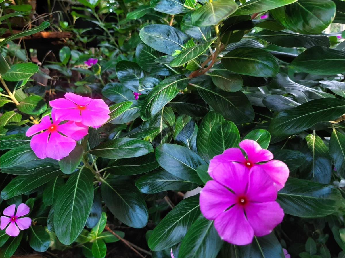 Lalanga Homestay Kandy Exteriör bild