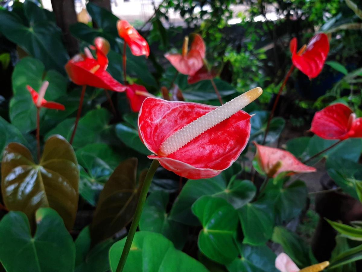 Lalanga Homestay Kandy Exteriör bild